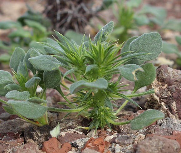  Chorizanthe rigida